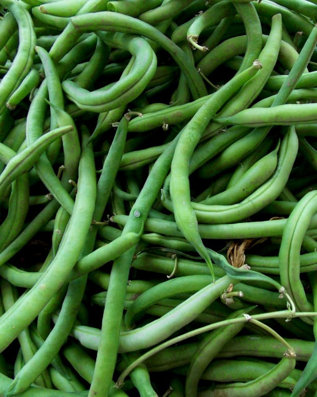 DILLY BEANS