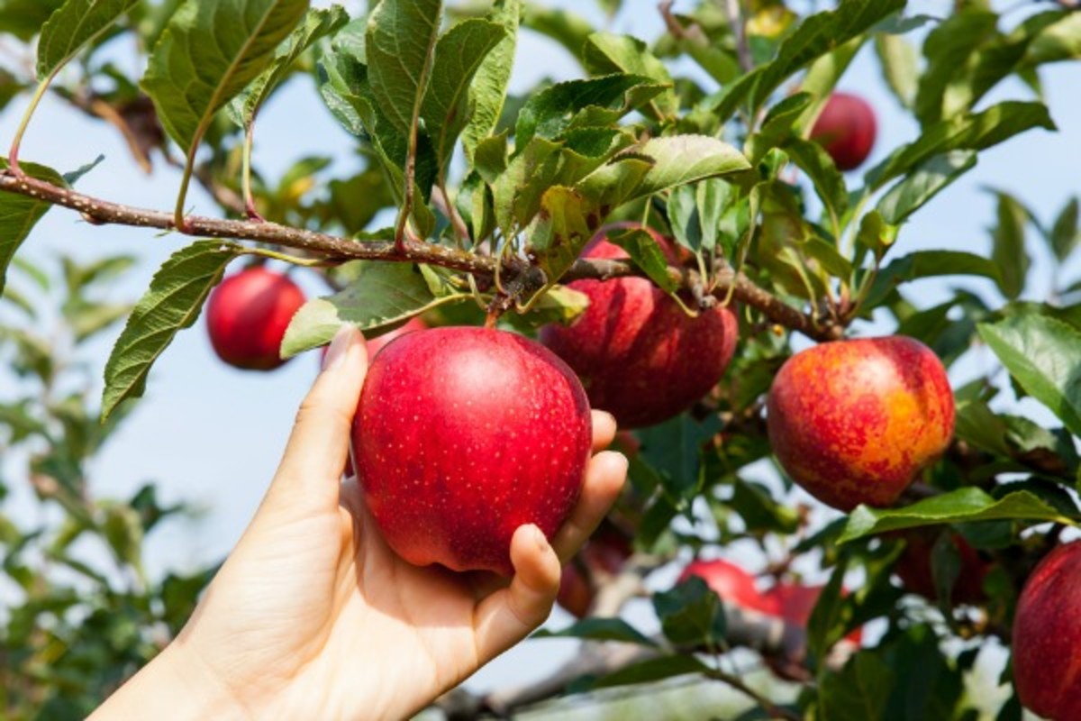 Picking Apples In Season and 20 Apple Recipes Jamie Geller