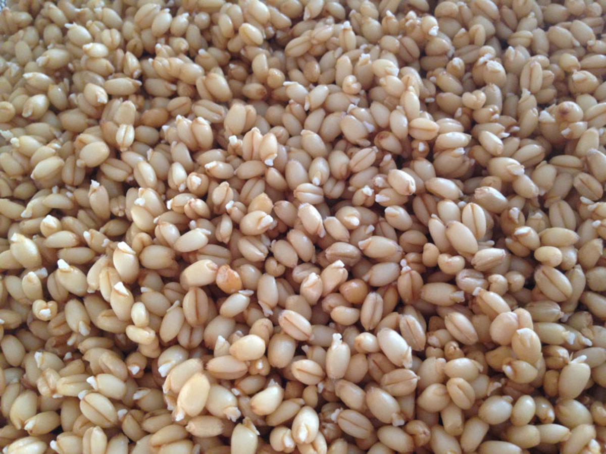 sprouted wheat1.jpg