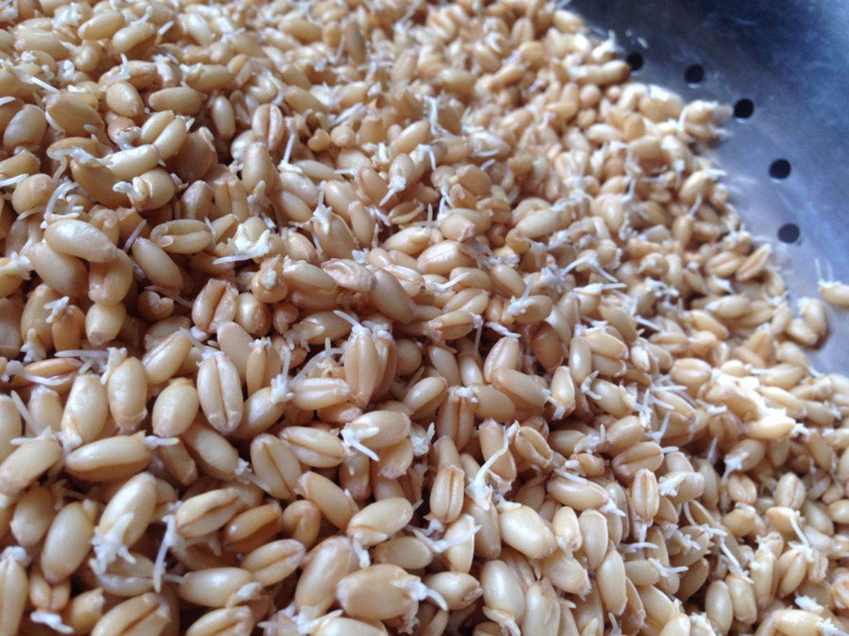 sprouted wheat2.jpg