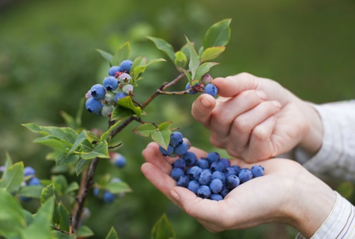 pick your own blueberries