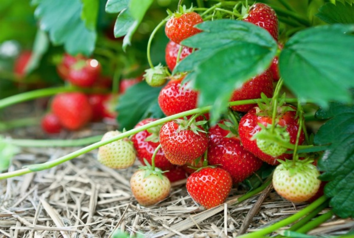 strawberry fields