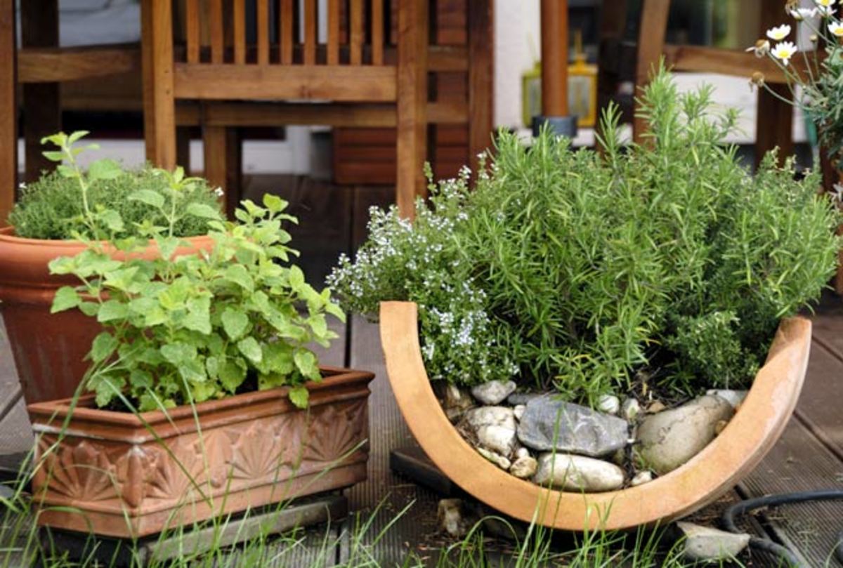 kosher-herb-garden