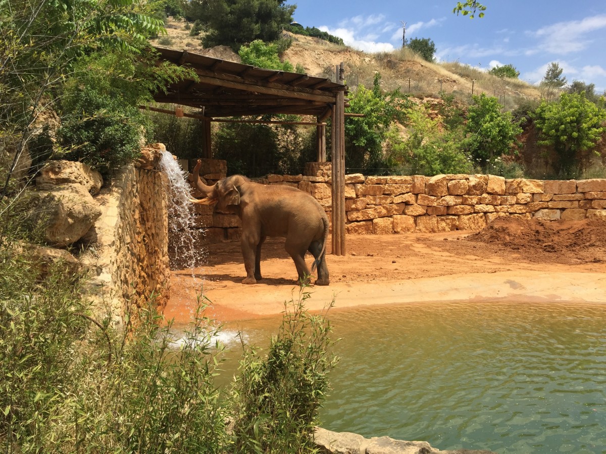 Elephant at the Biblical Zoo