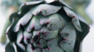 artichoke1