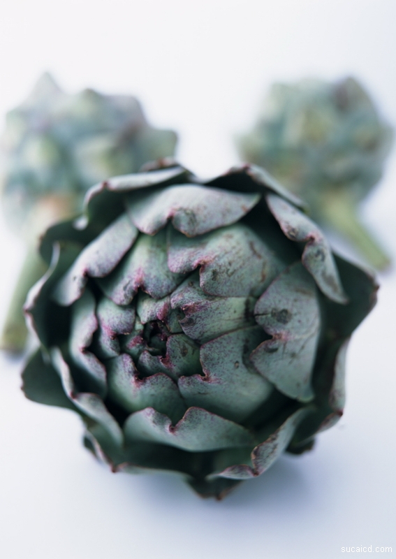 artichoke1
