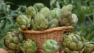 artichokes