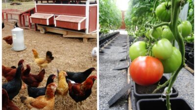 culinary sustainability