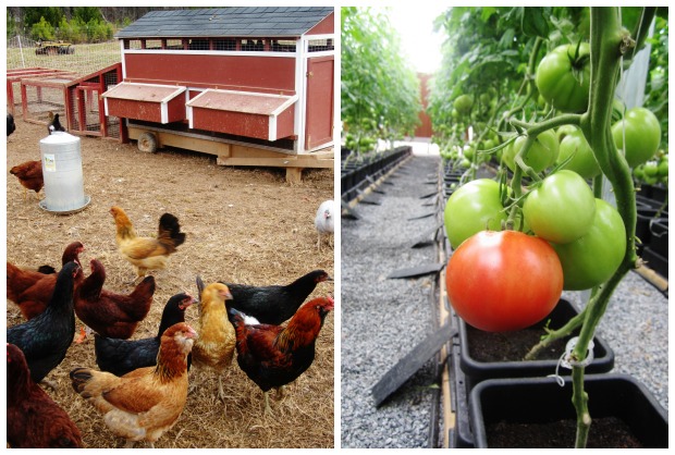 culinary sustainability