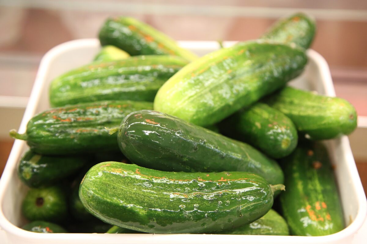Kosher Pickles
