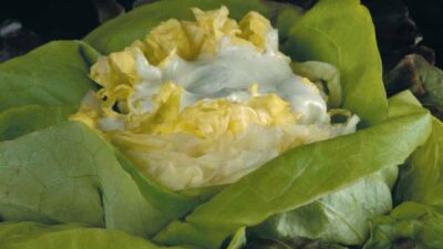 flower salad