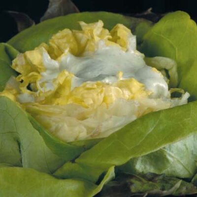 flower salad