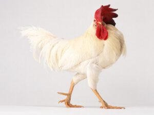 free chicken