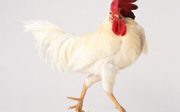 free chicken