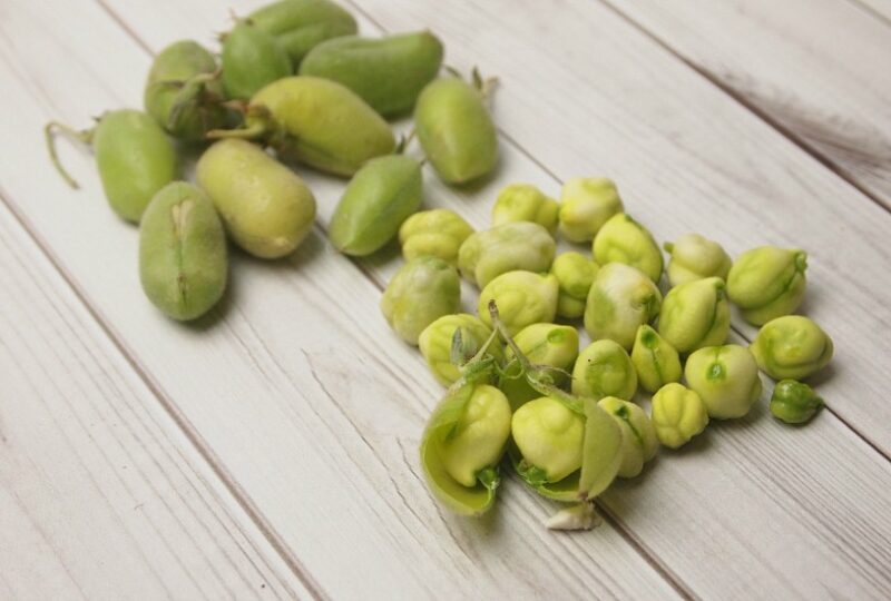 fresh garbanzo beans