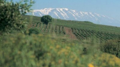 golan heights winery