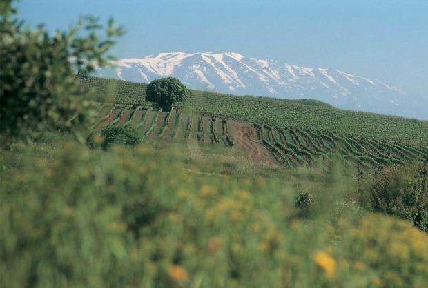 golan heights winery