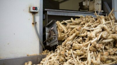 horseradish