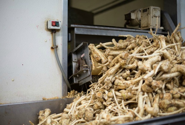 horseradish