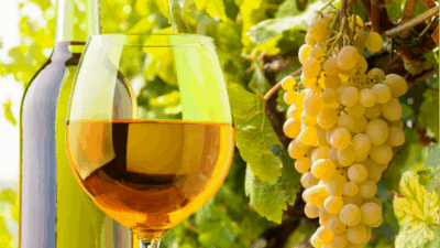 kosher white wine recommendations