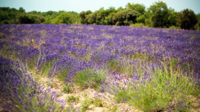 lavender fields in france