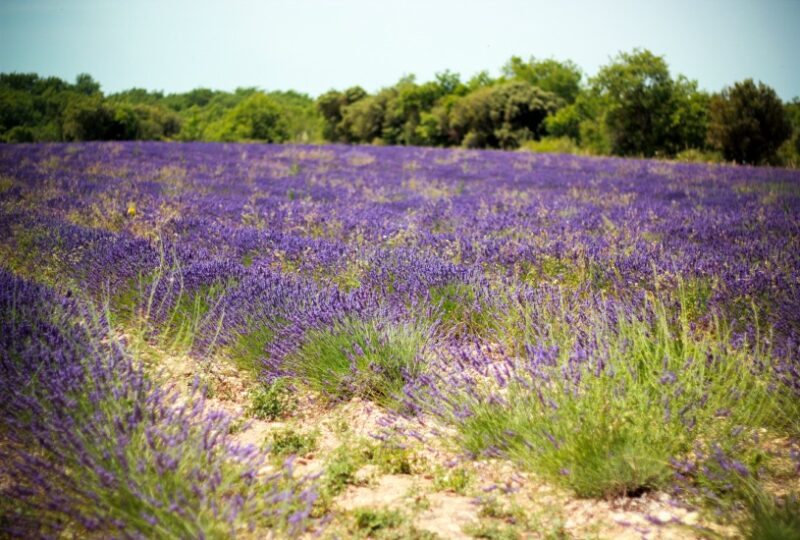 lavender fields in france