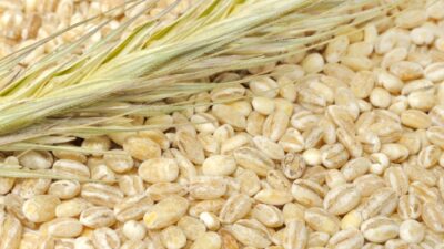 pearled barley