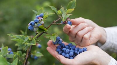 pick your own blueberries