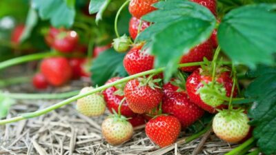 strawberry fields
