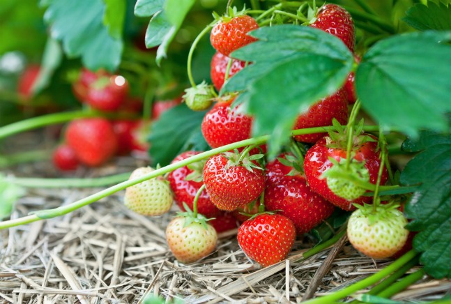strawberry fields