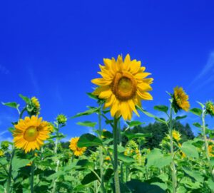 SunFlowers1