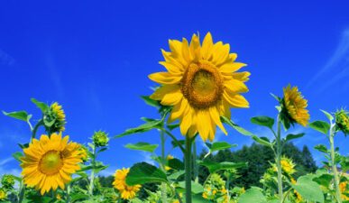 SunFlowers1