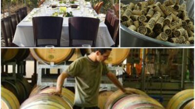 tulip winery collage